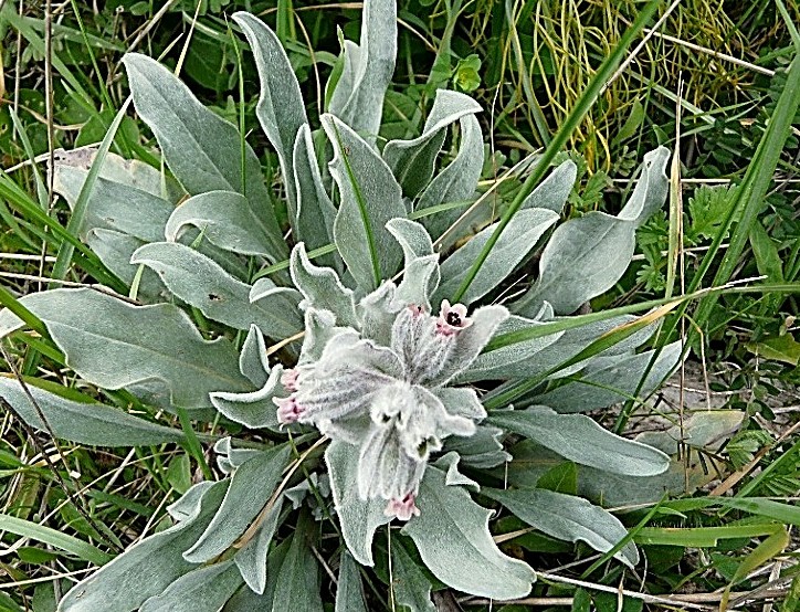 Cynoglossum cheirifolium